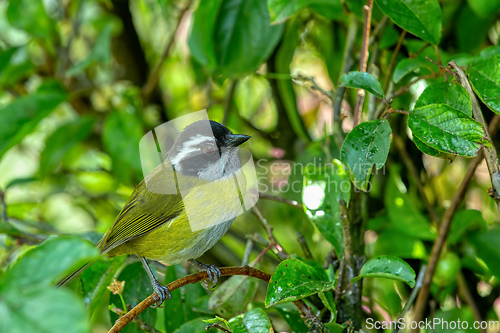 Image of Sooty-capped bush tanager (Chlorospingus pileatus) San Gerardo de Dota, Costa Rica.