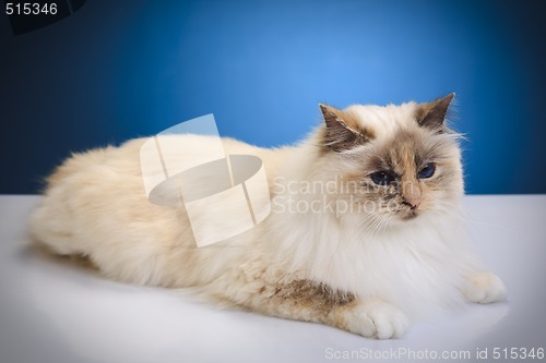 Image of white cat