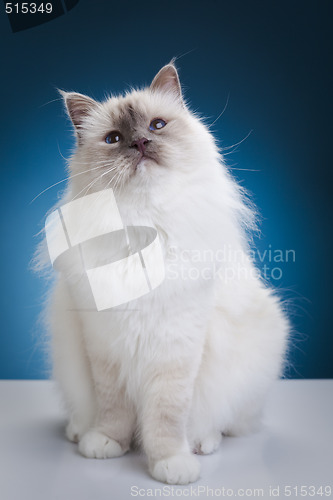 Image of White cat