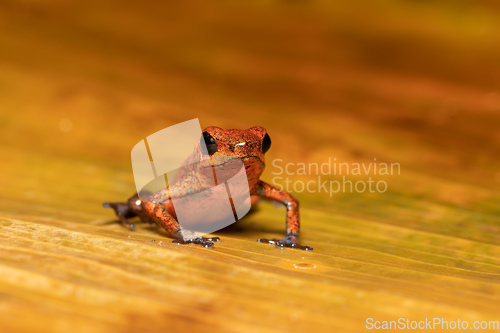 Image of Strawberry poison-dart frog (Oophaga pumilio, formerly Dendrobates pumilio)-001 copy