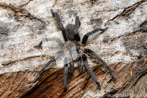 Image of Tarantula (Sericopelma melanotarsum) Curubande de Liberia, Costa Rica wildlife