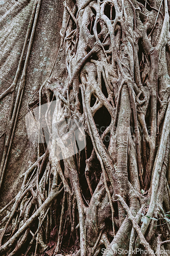 Image of Tangled Fig Tree and tree trunks, Rincon de la Vieja, Province, Costa Rica