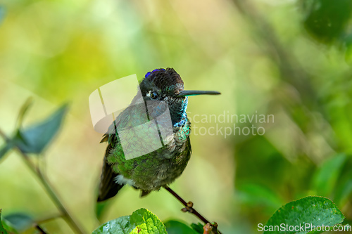 Image of violet-headed hummingbird (Klais guimeti), San Gerardo de Dota, Costa Rica.