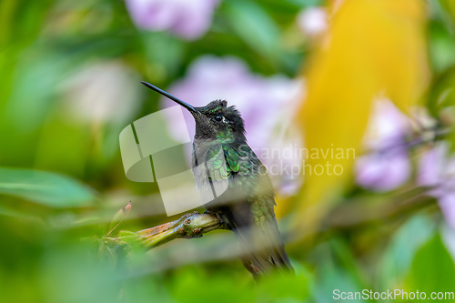 Image of violet-headed hummingbird (Klais guimeti), San Gerardo de Dota, Costa Rica.