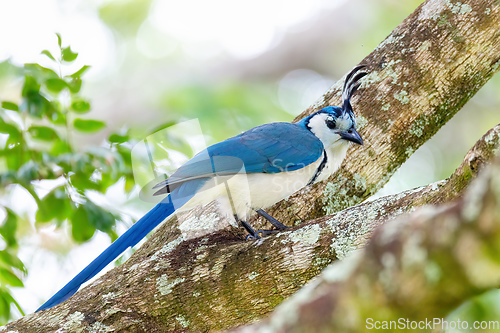 Image of White-throated magpie-jay (Calocitta formosa)