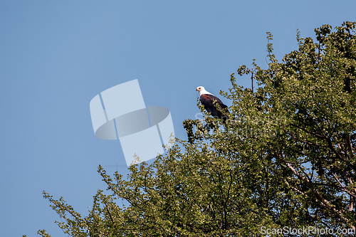 Image of African Fish Eagle Ethiopia Africa wildlife