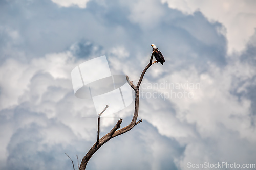 Image of African Fish Eagle Ethiopia Africa wildlife