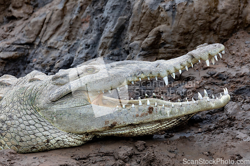 Image of American crocodile, Crocodylus acutus, river Rio Tarcoles, Costa Rica Wildlife