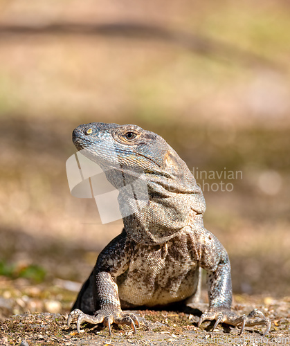 Image of Black spiny-tailed iguana (Ctenosaura similis), National Park Carara, Costa Rica wildlife