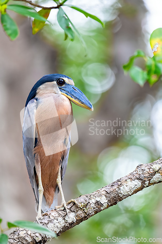 Image of Boat-billed heron (Cochlearius cochlearius), river Tarcoles, Costa Rica