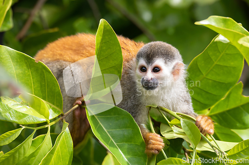 Image of Central American squirrel monkey, Saimiri oerstedii, Quepos, Costa Rica wildlife