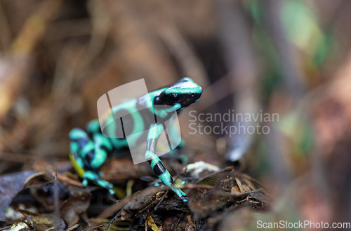 Image of Green-and-black poison dart frog (Dendrobates auratus), Arenal, Costa Rica