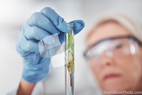 Image of Hand, test tube and plant science with scientist looking at plants. Gmo, food research and senior female doctor, botanist and woman with vial for testing, analyzing or experiment to optimize growth