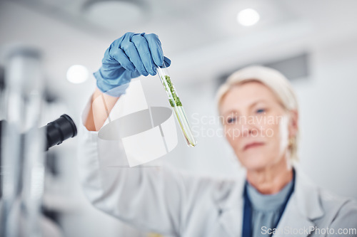 Image of Science, plants and senior scientist with a test tube doing ecology research in a laboratory. Sustainable, agriculture and female botanist studying and analyzing natural leaves in glass vial in a lab