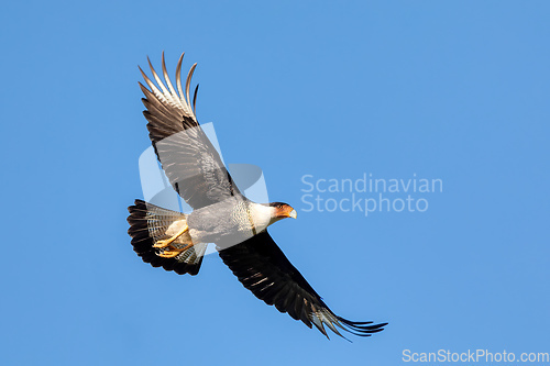 Image of Crested caracara, Caracara plancus, Guanacaste Costa Rica