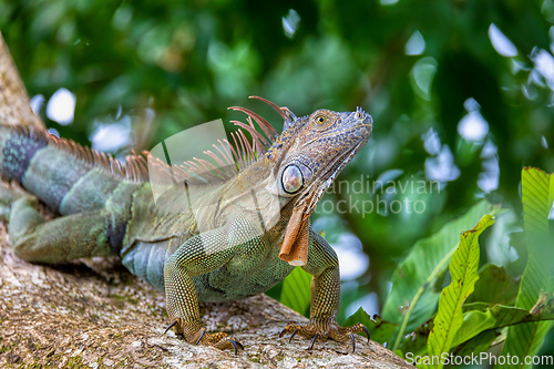 Image of Green iguana (Iguana iguana), Tortuguero, Costa Rica wildlife