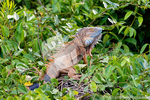 Image of Green iguana (Iguana iguana), Rio Tempisque Costa Rica wildlife