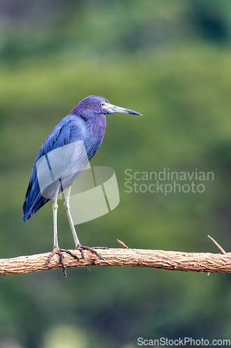 Image of Little blue heron, Egretta caerulea, river Tarcoles, Costa Rica