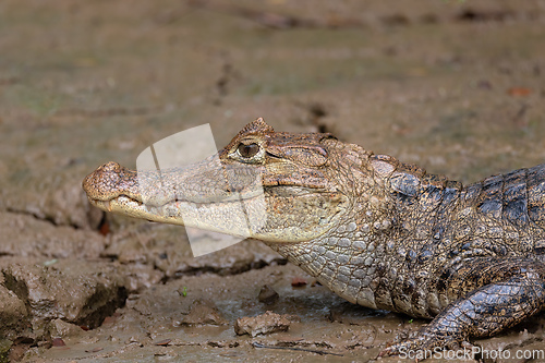 Image of Spectacled caiman, Caiman crocodilus Cano Negro, Costa Rica.