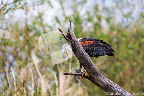 Image of African Fish Eagle Ethiopia Africa wildlife