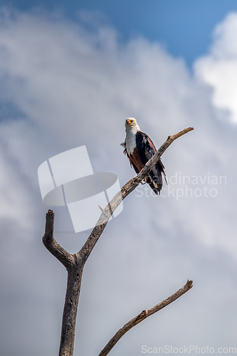 Image of African Fish Eagle Ethiopia Africa wildlife