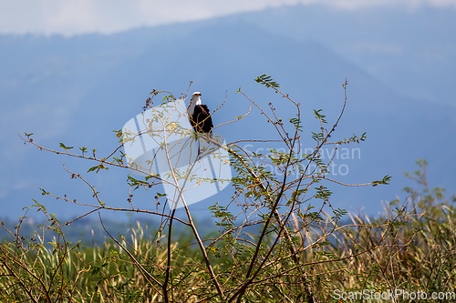 Image of African Fish Eagle Ethiopia Africa wildlife