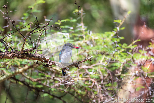 Image of Woodland kingfisher Ethiopia, Africa wildlife