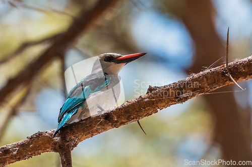 Image of Woodland kingfisher Ethiopia, Africa wildlife