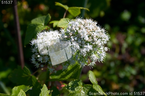 Image of Flowering onion