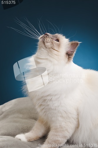 Image of white cat