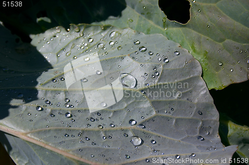 Image of Drops on a leaf