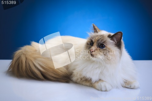 Image of cat