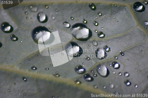 Image of Drops on a leaf