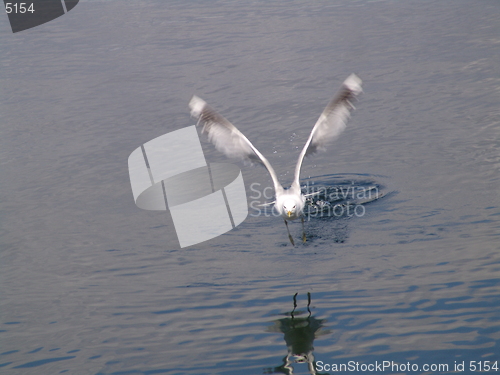 Image of Seagul