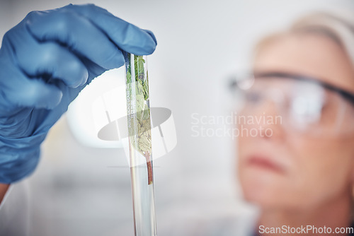 Image of Science, plants and senior scientist with a test tube doing ecology research in a laboratory. Sustainable, agriculture and female botanist studying and analyzing natural leaves in glass vial in a lab