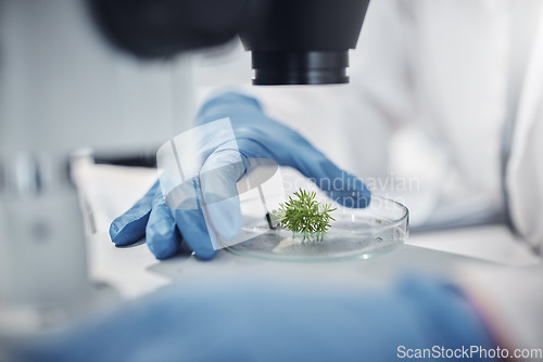 Image of Science, research and hands with plants in petri dish for horticulture lab test, examination and study. Laboratory, agriculture and leaf for biotechnology, forensic analysis and microscope sample