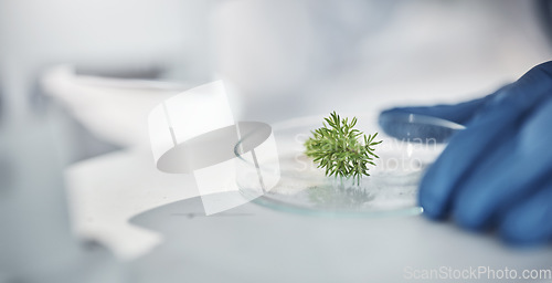 Image of Science, research and hands with plants in petri dish for horticulture lab test, examination and study. Laboratory, agriculture and leaf for biotechnology, forensic analysis and microscope sample