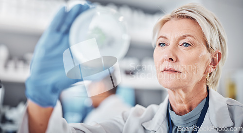 Image of Science, research and sample with a doctor woman at work in a biological lab for innovation or development. Healthcare, medicine and study with a female scientist working on plants in a laboratory