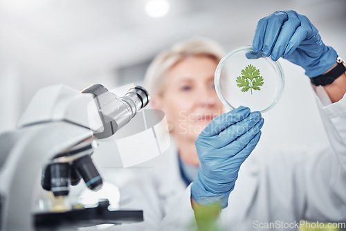 Image of Science, research and plant sample with a doctor woman at work in a biology lab for innovation or development. Healthcare, medicine and study with a female scientist working on plants in a laboratory