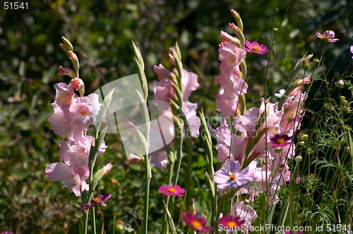 Image of Gladiolus