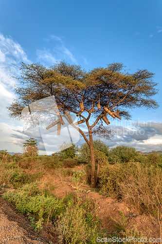 Image of Acacia With Beehives, Ethiopia, Africa