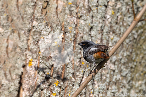 Image of Black Redstart in springtime