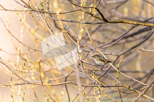 Image of small song bird Willow Warbler, Europe wildlife