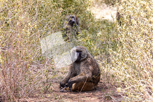 Image of injured chacma baboon, papio ursinus, Ethiopia. Africa