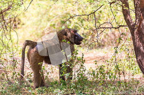 Image of injured chacma baboon, papio ursinus, Ethiopia. Africa