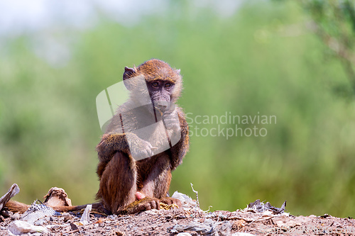 Image of baby of chacma baboon sitting on garbage at the landfill, Ethiopia