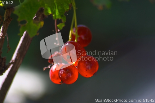 Image of Red currant