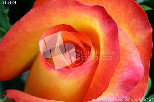 Image of Close up of beautiful rose