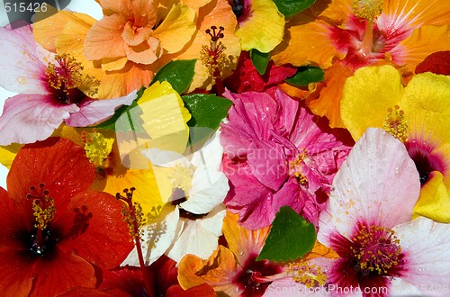 Image of Hibiscus flowers after tropical rain