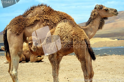 Image of Baby camel near mother camel in the desert